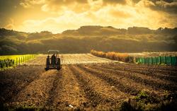 Analisi del Mercato Agricolo e delle Opportunità di Interscambio Commerciale tra Italia e Ungheria