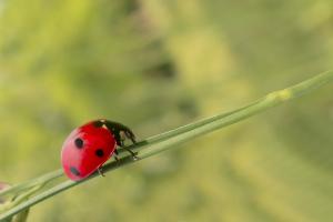 Il Fenomeno Biologico Danese: Traguardi e Opportunità Commerciali