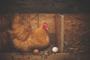 Regno Unito: il settore del pollame in difficoltà per Brexit e Covid-19
