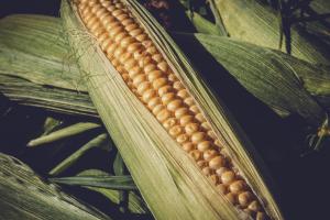 Venezuela - La produzione di mais è aumentata del 20% dopo 12 anni
