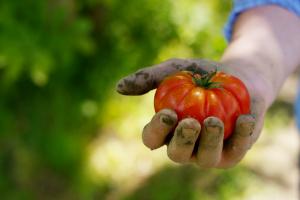 Brasile - Le piogge nello Stato impattano sui prezzi della frutta