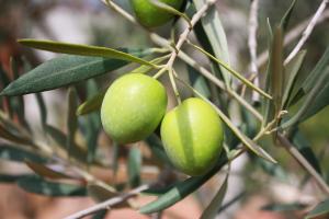 Epamig integra il 1° istituto di ricerca in olivicoltura e oli di oliva