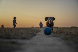 Il mercato pet in Brasile