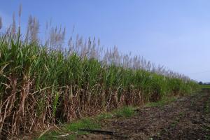 Aumento del raccolto di canna da zucchero in Venezuela