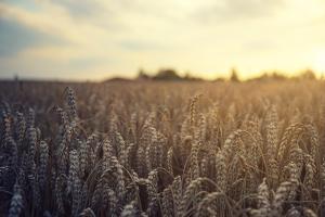 Il Brasile potrebbe diventare un attore importante nel campo del grano