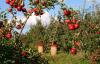 Canada - Organic food: un mercato in espansione