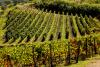 Nel 2020 il 15% delle aziende agricole in Svizzera erano biologiche