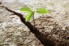 Brasile - Il mercato del carbonio può offrire opportunità per l’industria nazionale