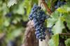 Le uve di "Serra da Canastra" in Minas Gerais e il vino premiato a livello internazionale